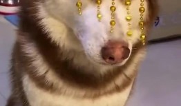 王者爆料哈士奇视频大全,哈士奇视频大全，萌宠与英雄的欢乐碰撞