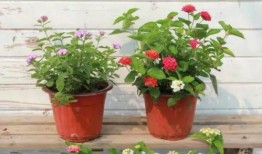 911爆料近日吃瓜视频,近期热门吃瓜视频大汇总