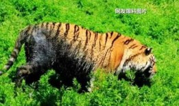 南昌黑虎爆料视频曝光,揭秘事件背后惊人真相