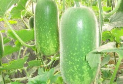 最新吃瓜爆料解说大全,热点事件深度解析