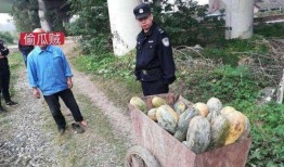 西藏网红吃瓜事件视频,揭秘网络舆论背后的真相