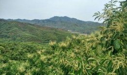 藿藿最新爆料,揭秘娱乐圈最新热点事件