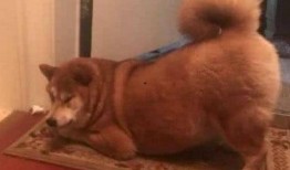 胖犬来爆料完整视频,完整视频揭秘幕后真相