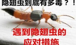 毒虫在线观看,惊悚悬疑，揭秘网络世界的暗黑角落
