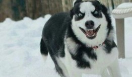 王者爆料哈士奇视频大全,哈士奇视频大全，萌宠与英雄的欢乐碰撞