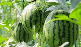 免费视频吃瓜,揭秘网络娱乐背后的秘密