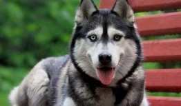 王者爆料哈士奇视频大全,哈士奇视频大全，萌宠与英雄的欢乐碰撞