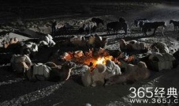 骆驼客在线观看,骆驼客在线观看之旅