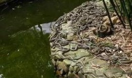 蛇岛在线观看,在线观看带你领略神秘蛇岛风情