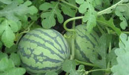 吃瓜昵称大全免费,趣味横生的网络社交新潮流