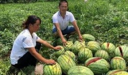 内蒙吃瓜网红事件