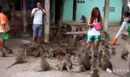 石家庄爆料猴子进村视频,村民拍下神奇一幕