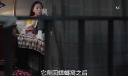 姐姐爆料的视频大全集下载,揭秘幕后真相，带你走进娱乐圈风云