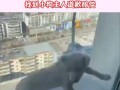 小狗情人爆料视频播放,揭秘视频背后的惊人真相