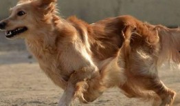 胖犬来爆料完整视频,完整视频揭秘幕后真相